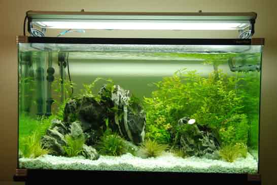 how to begin a new aquarium