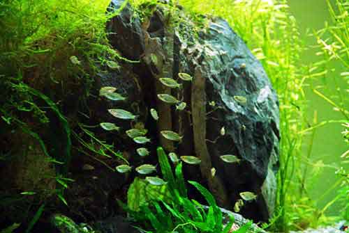 a rock in the aquarium aesthetic aquascape