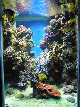 aquarium marine saltwater reef tank fish tanks sea aquatic tropical salt aquariums sand es animals cost meerwasser corals sie fowlr