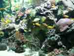 saltwater aquarium