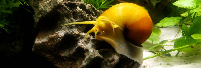 apple snail cleaning