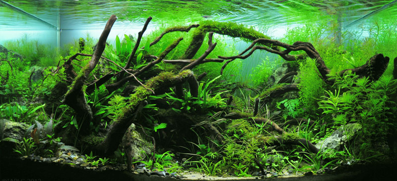 A guide to aquascaping the planted aquarium
 Moss On Rocks In Aquarium