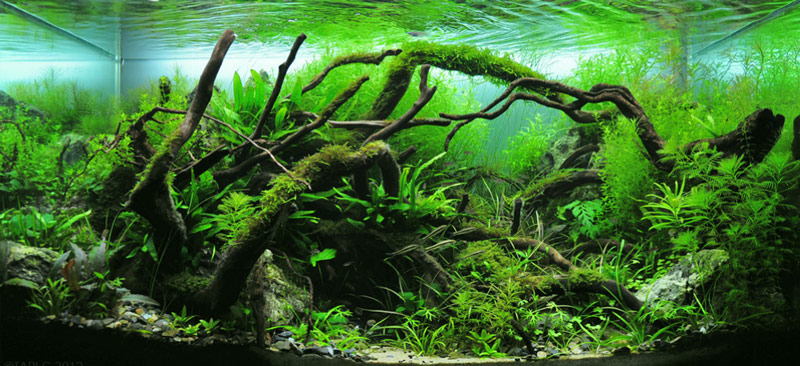 A guide to aquascaping the planted aquarium