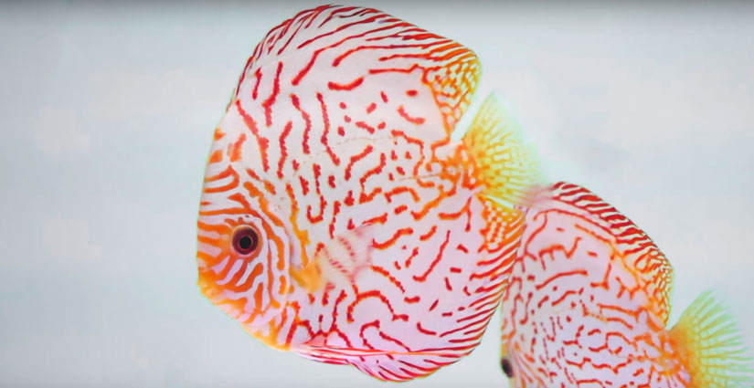 red and white checkerboard discus