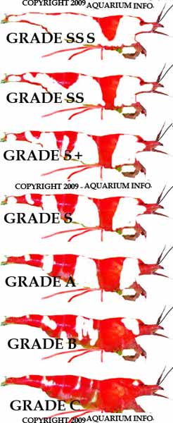 grading guide to crystal red shrimp crs