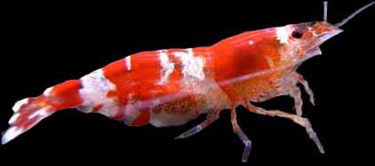 crystal red shrimp breeding eggs
