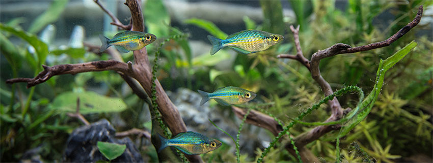 rainbowfish in a natural aquascape