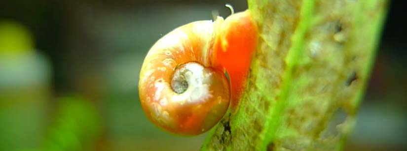 ramshorn snail