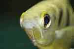 archer fish
