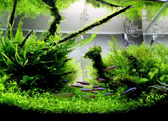 aquarium aquascape