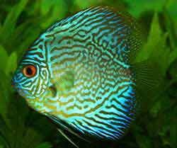 blue discus