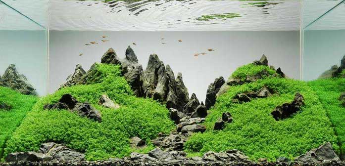 720 Design Aquarium Aquascape Gratis