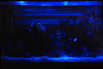 diy aquarium moonlight