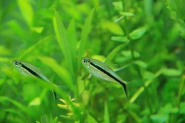 Tetras Care Guide