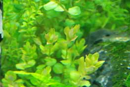 rotala stem plant in aquarium