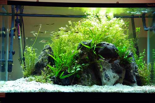 Guide To Planted Aquarium Aquascaping - Rescaping and Replanting