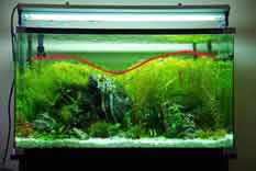 how to trim plants in the aquarium aquascape