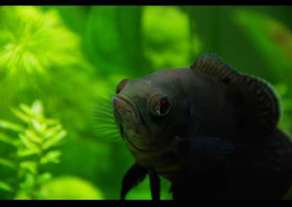 Tiger oscar best sale fish care