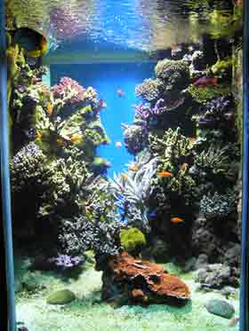 saltwater aquarium