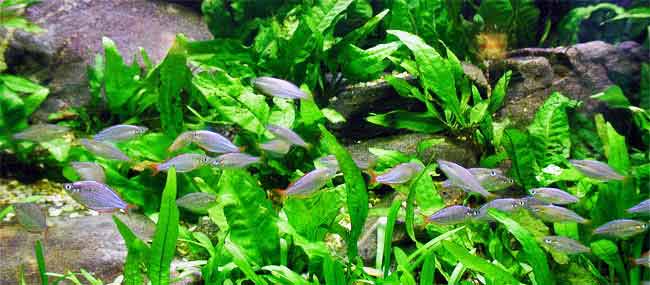 schooling fish in planted aquarium