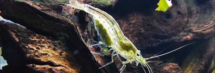 Ghost shrimp – Detailed Guide: Care, Diet and Breeding - Shrimp