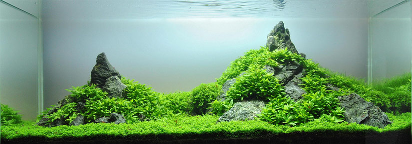 Aquascape center