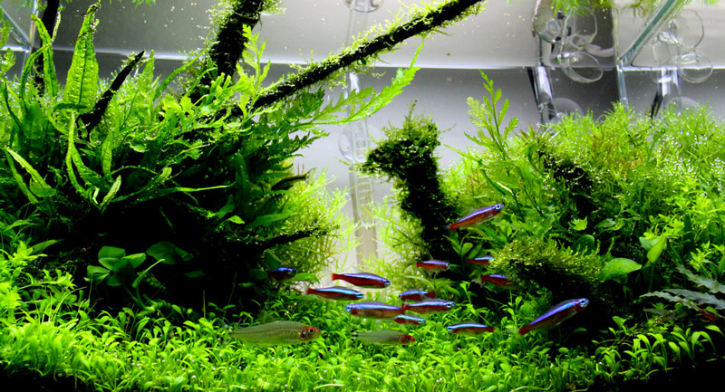 Aquascape center