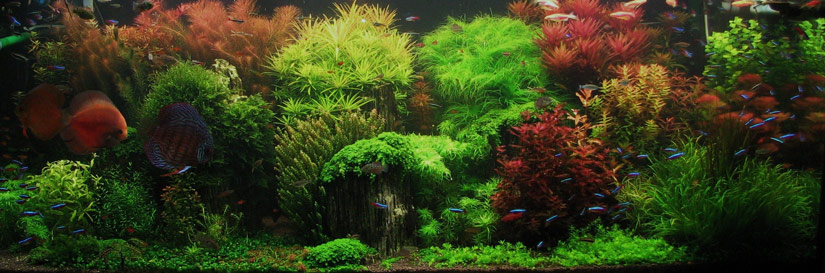 A guide to aquascaping the planted aquarium