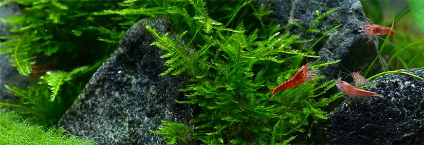 Cold water hotsell shrimp aquarium