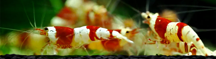 Red - a guide the rare breed of shrimp