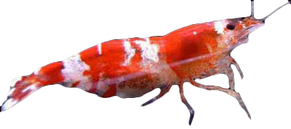 crystal red shrimp breeding
