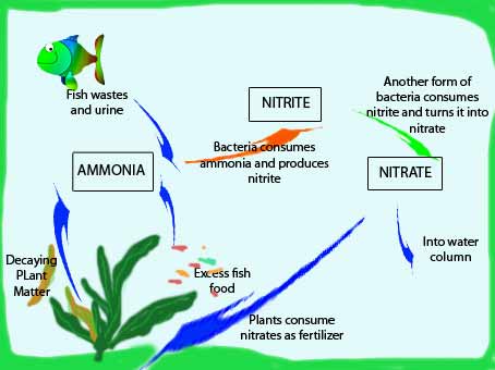 Fish Tank Cycling Chart