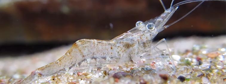 ghost shrimp or glass shrimp