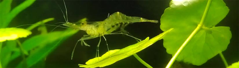 Ghost shrimp clearance tank