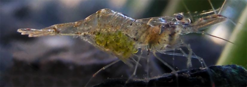 pregnant ghost shrimp stages