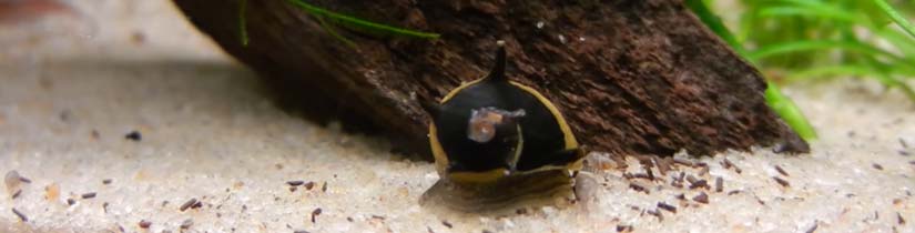 horned nerite snail