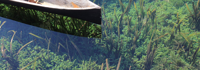 A guide to aquascaping the planted aquarium