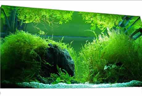 beautiful impressive aquascape