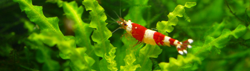 shrimp tank supplies