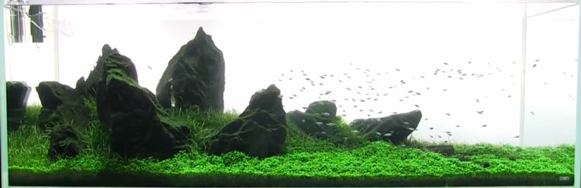 best fish for shrimp tank