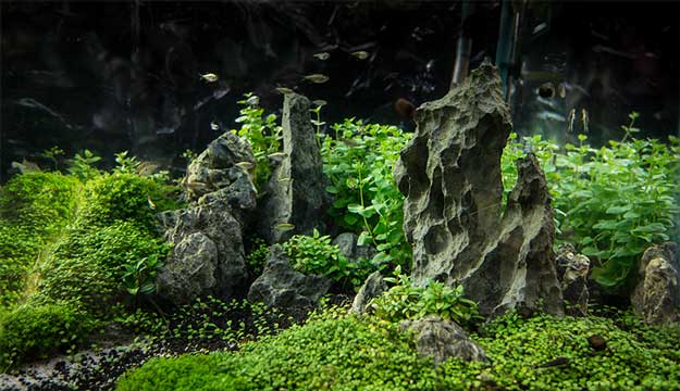 Exploring the Art of Aquascaping: Inspiration, Tips, and Techniques for  your aquarium - Aquaforest Official Website