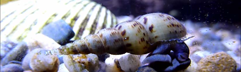 malaysian trumpet snail on substrate